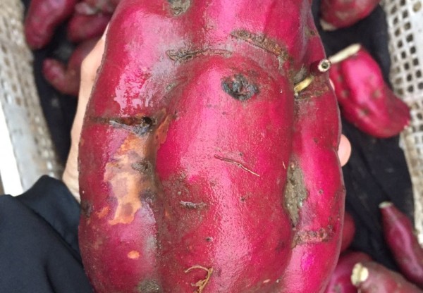 Imatge de capçalera de Un Baluarte Slow Food Chile: 