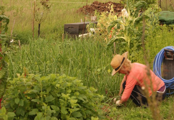 Imatge de capçalera de LA HUERTA DE LA ESQUINA