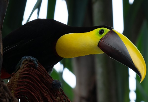Imatge de capçalera de Expansión al Pacífico: Aves de Colombia – Voces del Aire